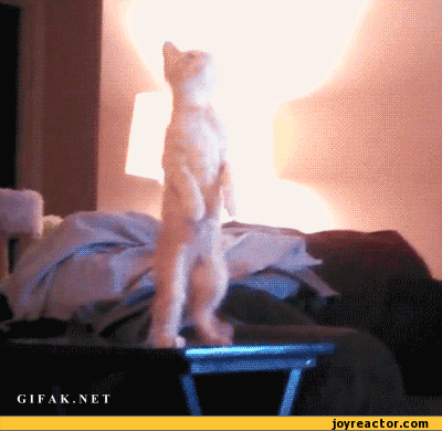gif-cat-table-fall-637680.gif
