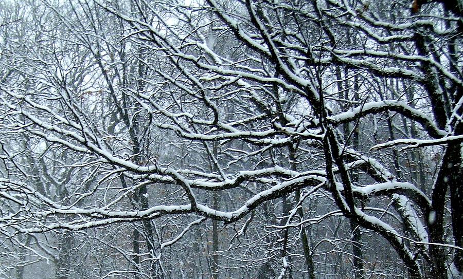 snowy-trees-don-kosterman.jpg
