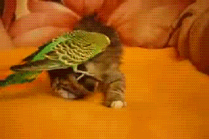 72734735bbd6c7760c726db2c6903260.gif