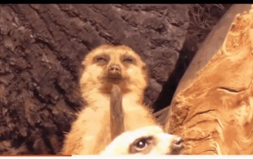 sleepy-meerkats.gif