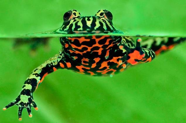 frog.JPG