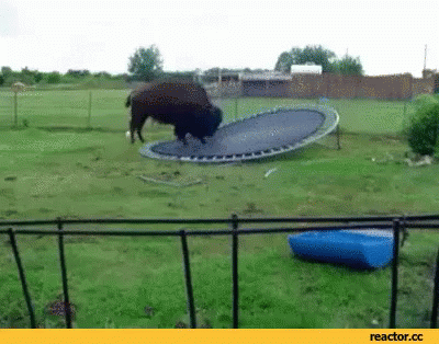 buffalo-trampoline.gif
