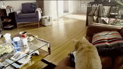 mittens-never-expected-to-actually-catch-the-toy
