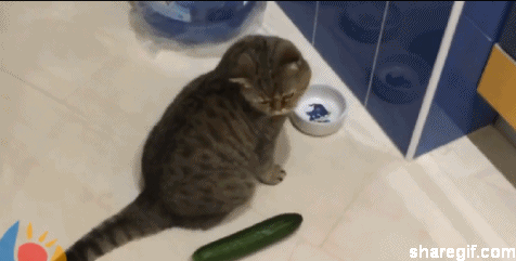 cat-scared-by-cucumber-gifs-1.gif