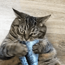 cat-funny.gif