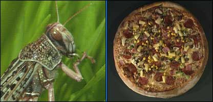 _47693745_locust_pizza416.jpg