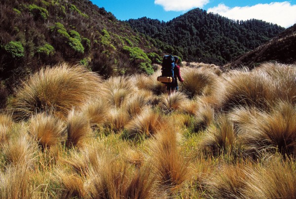 66_Tussock_15-600x403.jpg