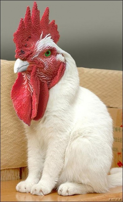 rooster-cat.jpg