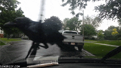 crow-gives-no-clucks