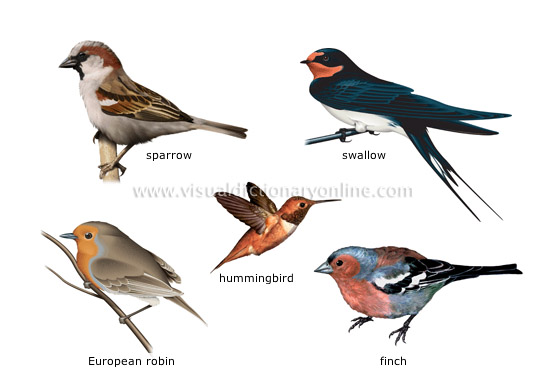 Birds.jpg