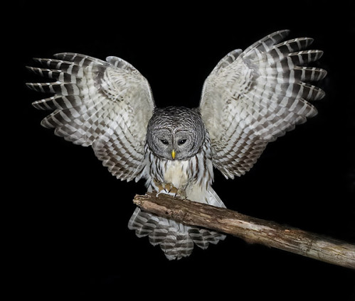BarredOwl-mouse.jpg