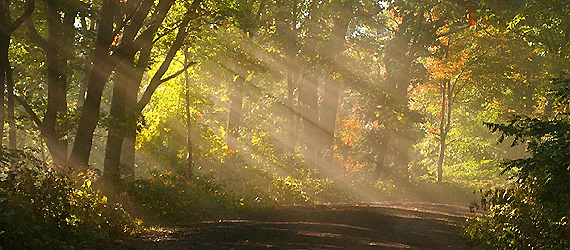 Sunlight-through-Trees.jpg