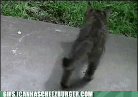 sJ397aLn_kC-wc--IYOuhA2.gif