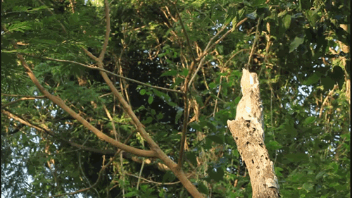 did-that-tree-just-fly