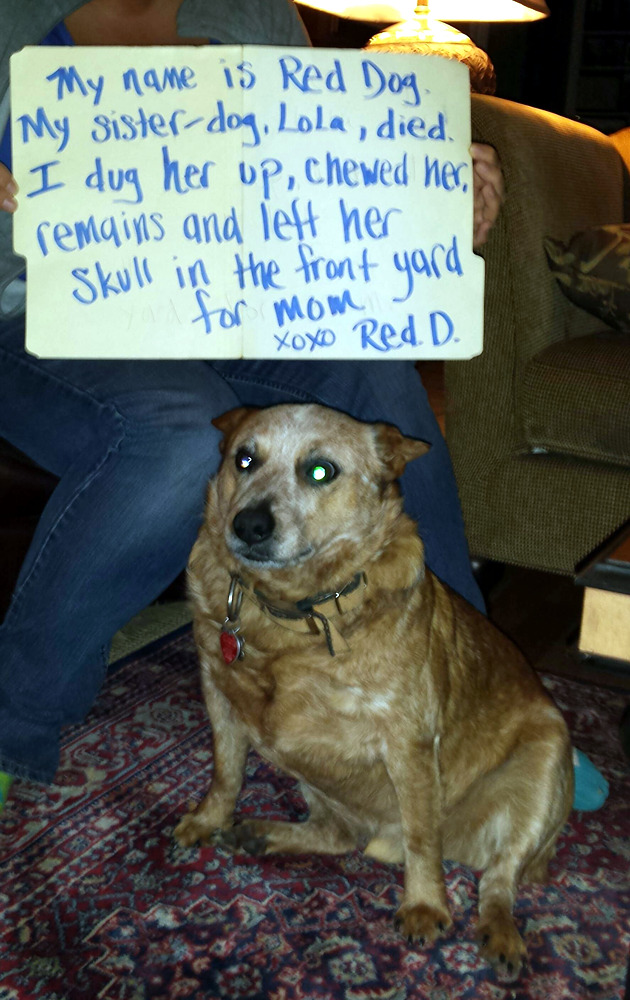 dog-shaming-dug-up-skeleton.jpg