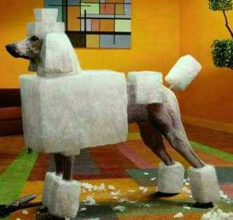 poodle1.jpg