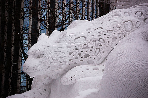 snow-leopard-qii4jc.jpg
