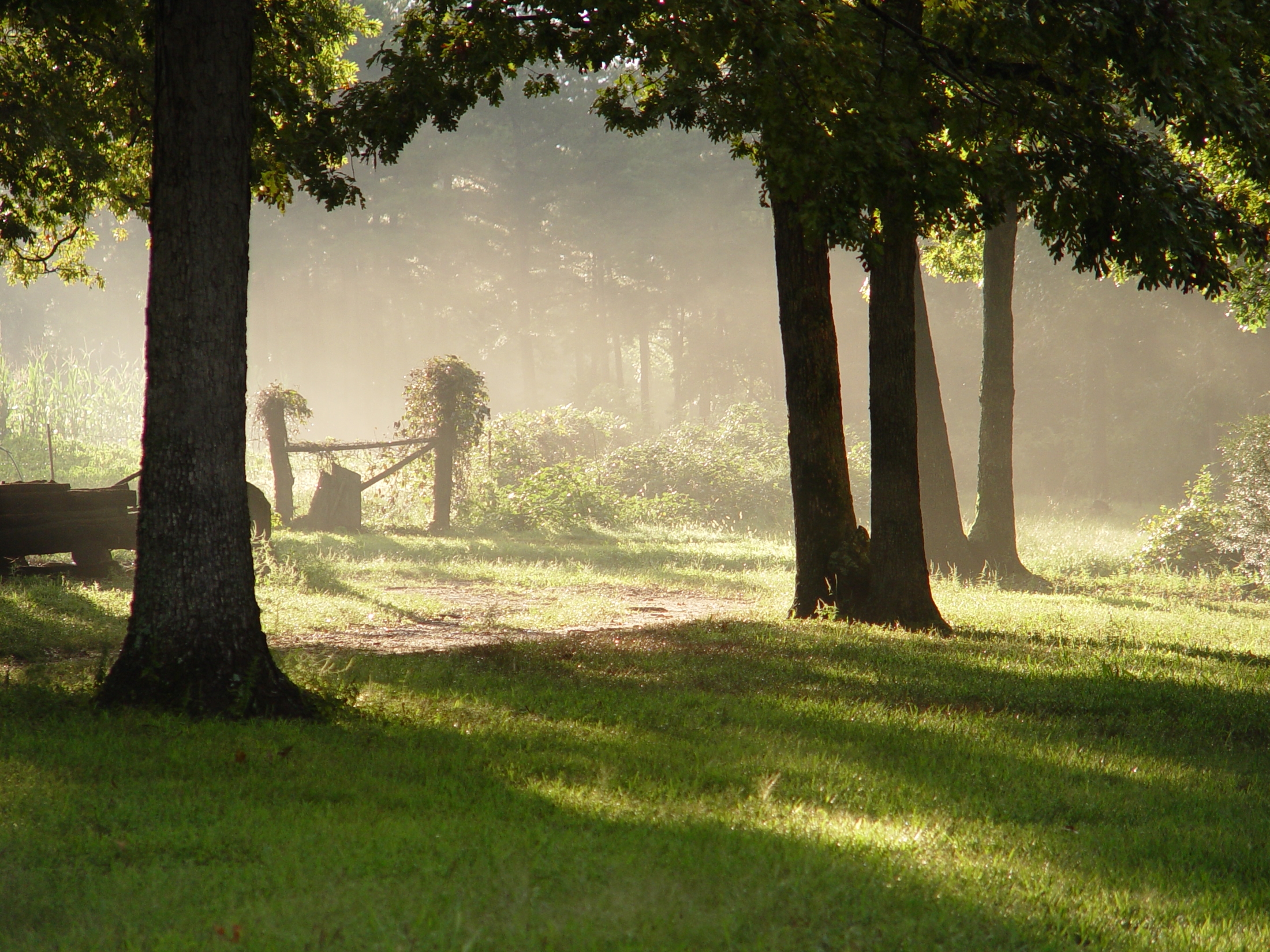 misty_morning_1_by_inki_stock.jpg