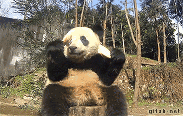 the-dangerous-lives-of-pandas