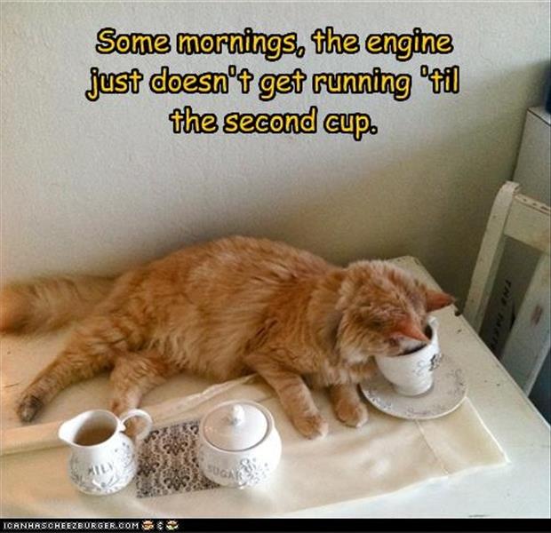 funny-coffee-in-the-morning-pictures.jpg
