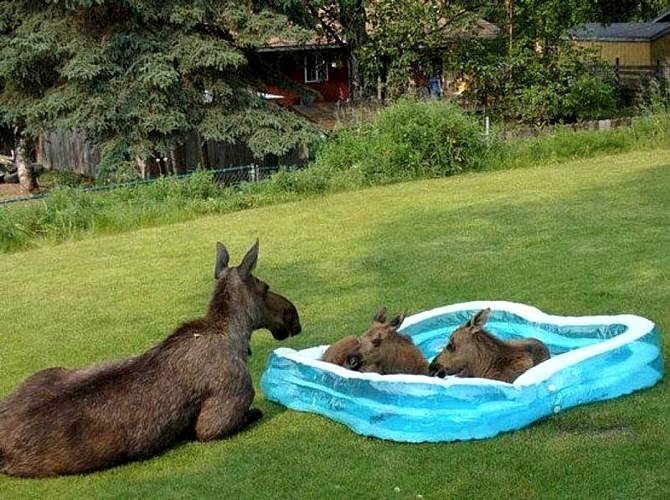 moose-pool.jpg