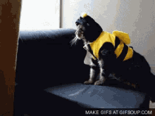 gif-cats.gif