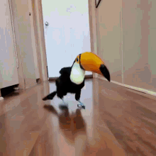 tucan-funny.gif