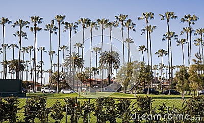 tall-palm-trees-la-jolla-5382088.jpg