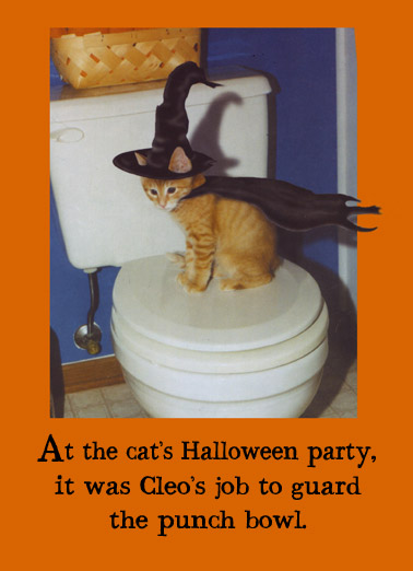 low_Punch%20Bowl%20Cat_cover.jpg