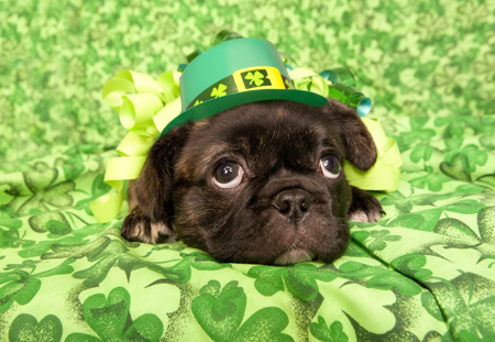 puppy-st%20patricks%20day.jpg