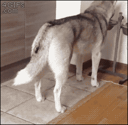 fbYG4nv.gif