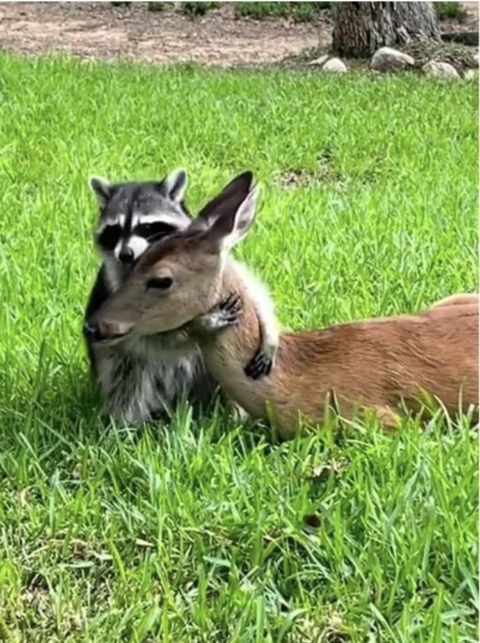 animal
