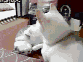 dog-uses-his-cat-as-a-pillow