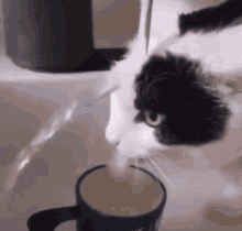 cat-water.gif