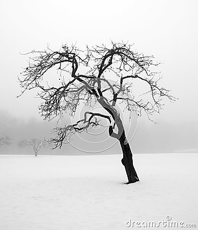 bare-tree-winter-10654526.jpg