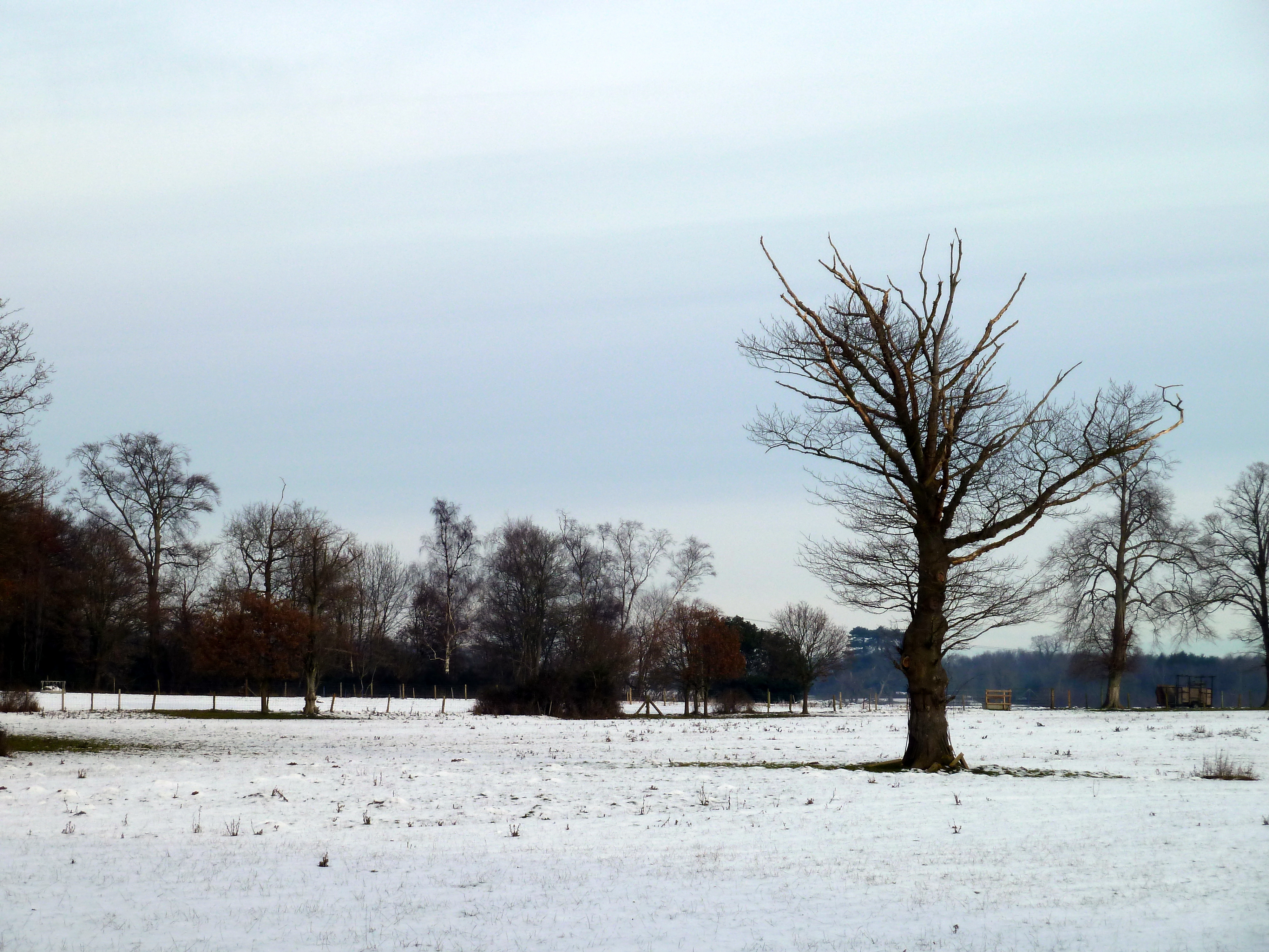 Bare_trees_in_winter.jpg