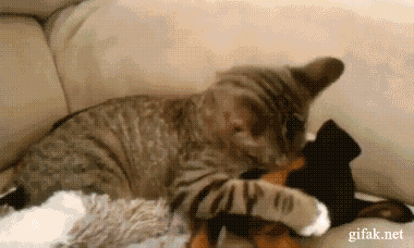 fT4QmTq.gif