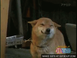 happy-dog-o.gif