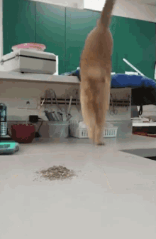 cat-stretching.gif