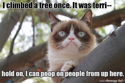 1grumpy+cat5.jpg