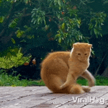 chasing-my-tail-cat.gif