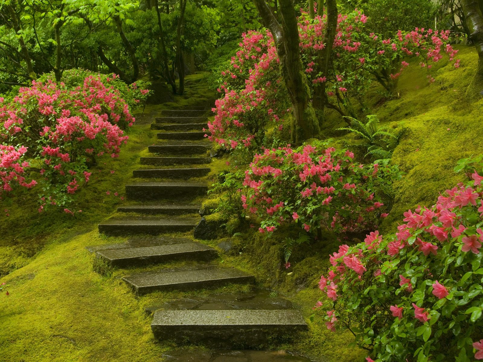 japanese_garden_washington_park-normal.jpg