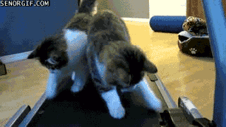 kittens-on-a-treadmill