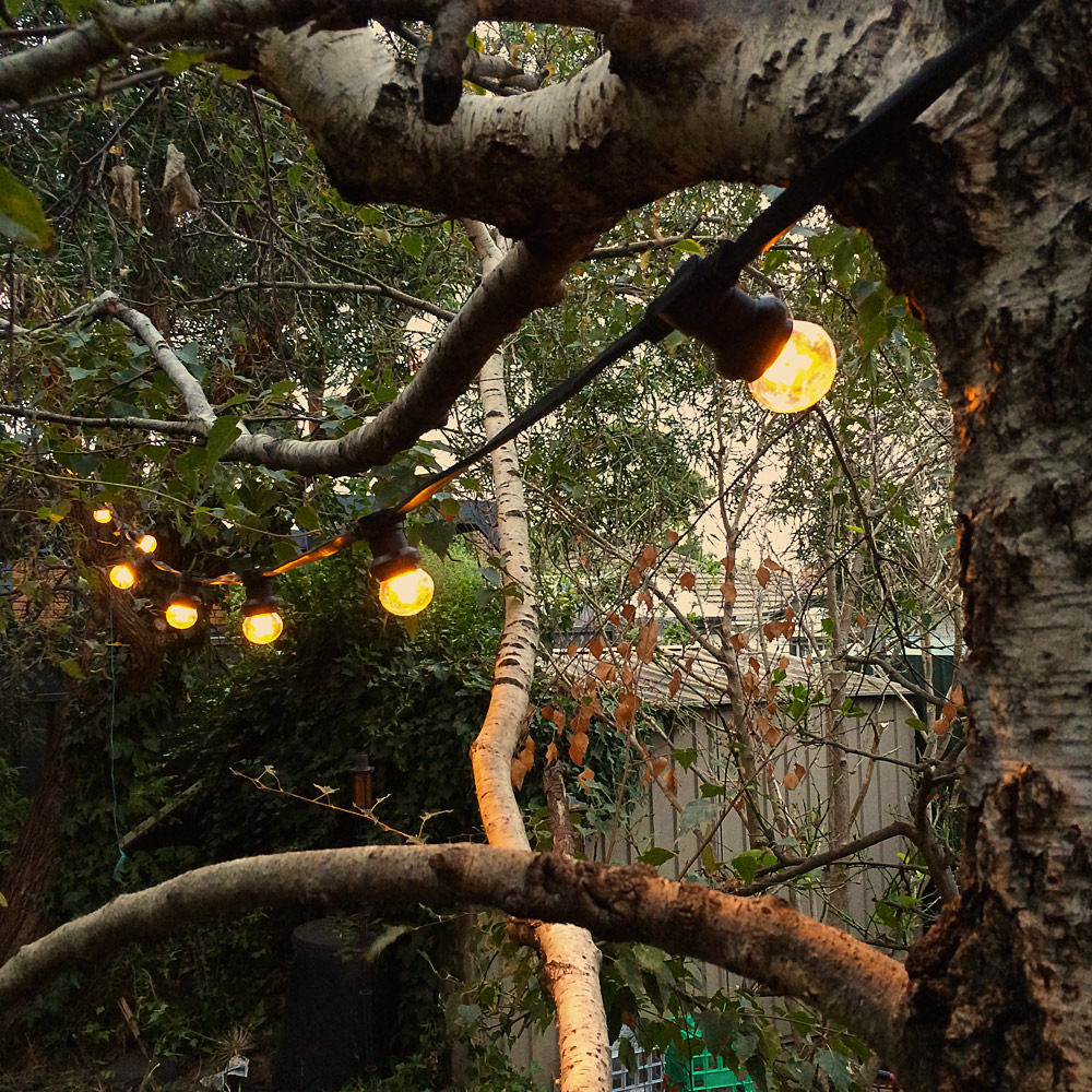 24Volt-LED-party-lights-from-trees.jpg