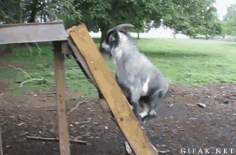 5TXj.gif