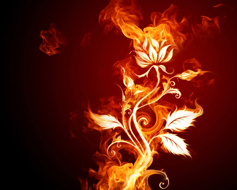 flaming_rose.jpg