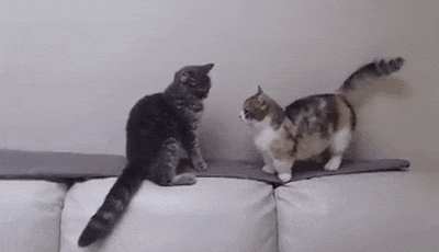 Hw4585367a471b48.gif