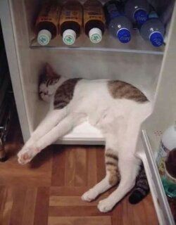 505135be5bea3e19e471339bc26bd29f--funny-cats-funny-animals.jpg
