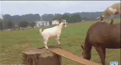 jumping-farm-goat-4q402tjh2izjum02.gif