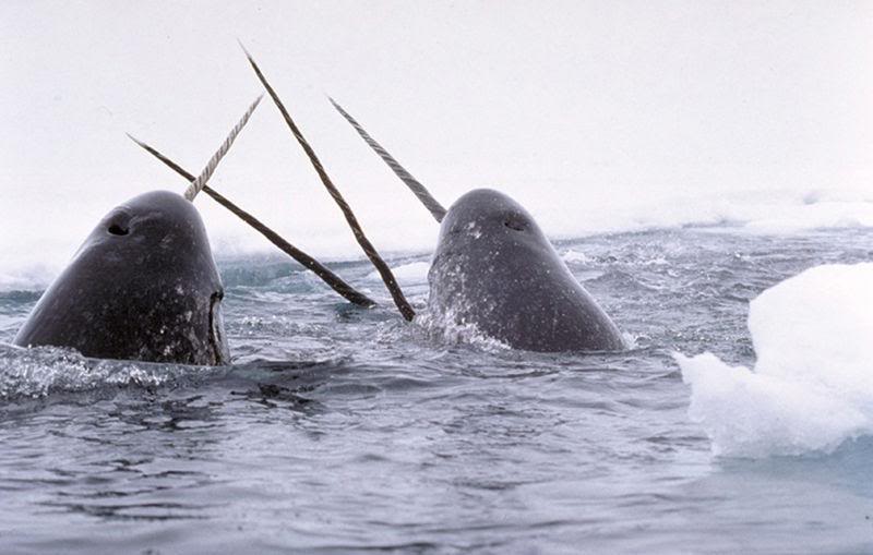 w-pubdomainusfedgov-narwhal.jpg